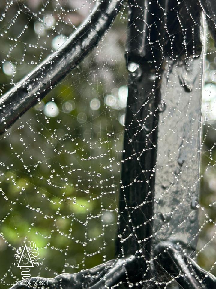 Rain Soaked Web